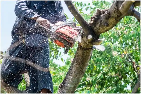 tree services Hansville